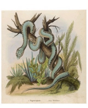 Snake, Trigonocephalus