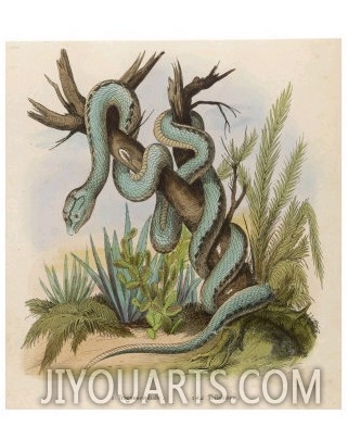 Snake, Trigonocephalus