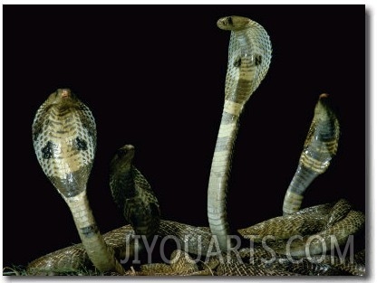 View of Four Entwined Cobras