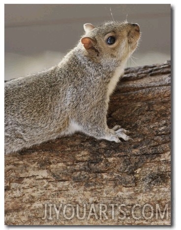 An Eastern Gray Squirrel with Nose and Whiskers on the Alert