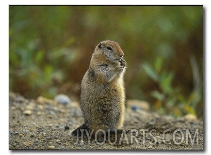 Close View of an Arctic Ground Squirrel