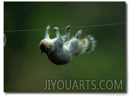 Eastern Gray Squirrel Upside Down on a Wire