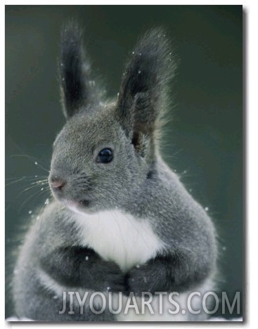 Large Tufted Ears Grace an Alert Looking Hokkaido Squirrel