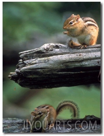 Two Eastern Chipmunks