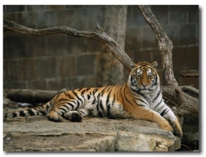 A Siberian Tiger Rests in Her Outdoor Enclosure