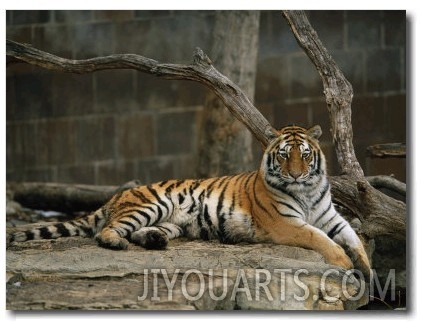 A Siberian Tiger Rests in Her Outdoor Enclosure