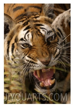 Bengal Tiger, Snarling, Madhya Pradesh, India
