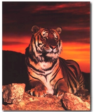 Tiger at Sunset