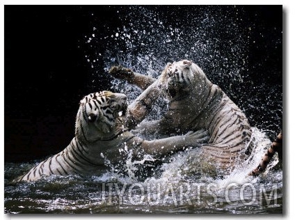 White Bengal Tigers Play Fighting in Water, India