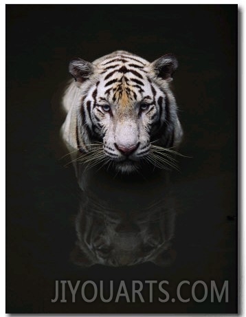White Tiger Head Portrait Reflected in Water, India