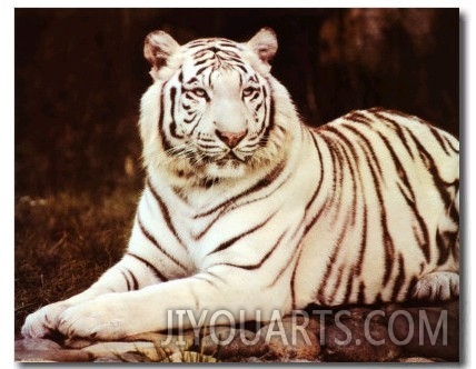 White Tiger Sitting