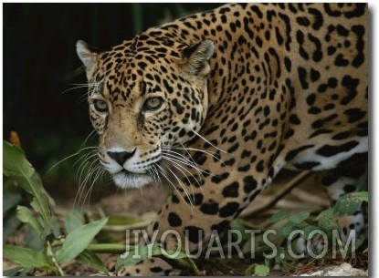 A Close View of a Captive Jaguar, Panthera Onca