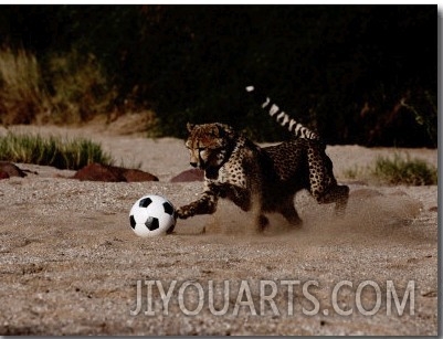 A Domesticated African Cheetah Shows its Natural Speed While Playing with a Soccer Ball