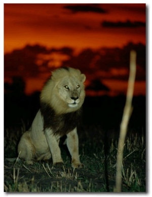 A Lion with Shining Eyes Looks into the Camera