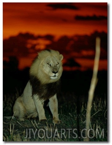 A Lion with Shining Eyes Looks into the Camera