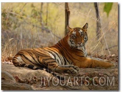 Bengal Tiger, Female Resting, Madhya Pradesh, India