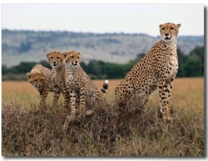 Cheetah & Cubs, Termite Mound, Masai Mara, Keny