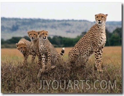 Cheetah & Cubs, Termite Mound, Masai Mara, Keny