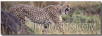 Cheetah Walking in a Field
