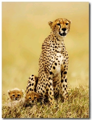 Cheetah, with Cubs, Tanzania
