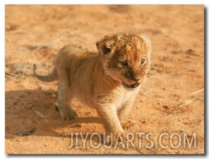 Lion Cub in Africa