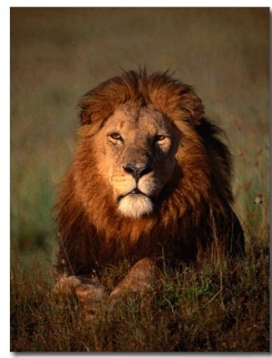 Lion, Masai Mara National Reserve, Rift Valley, Kenya