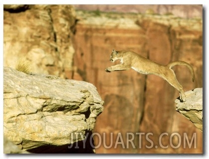 Mountain Lion, Leaping Between Cliffs, USA