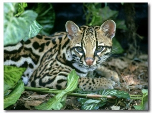 Ocelot, Felis Pardalis