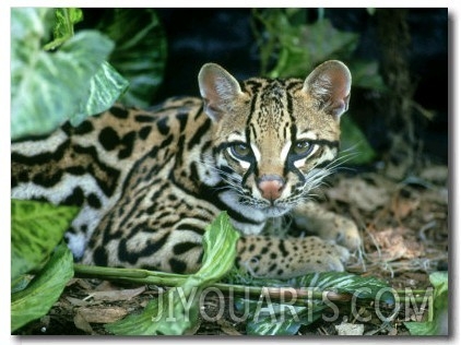 Ocelot, Felis Pardalis