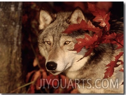 Gray Wolf Peeks Through Leaves, Canis Lupus
