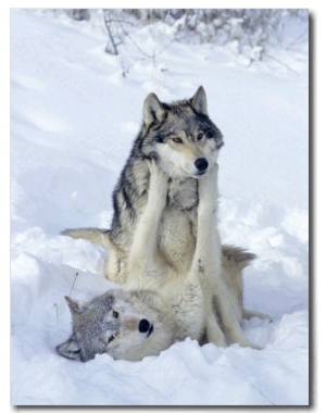 Gray Wolves, Show of Dominance Among Pack, Montana