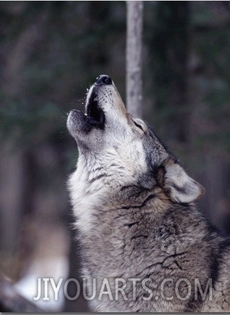Grey Wolf Howling, Canis Lupus