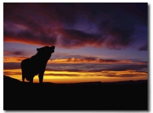 Silhouette of a Gray Wolf at Sunset