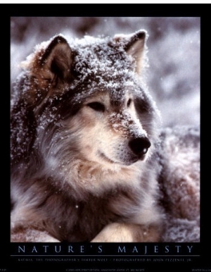 Timber Wolf