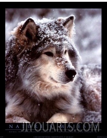 Timber Wolf