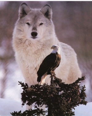 Wolf and Eagle