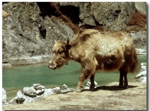 Domestic Yak, Khumbu Everest Region, Nepal