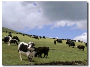 Herd of Yak, Including a White Yak, Lake Son Kul, Kyrgyzstan, Central Asia