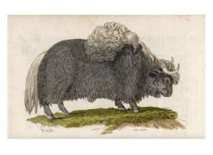 Yak