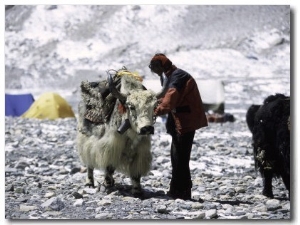 Yak and Sherpa, Nepal