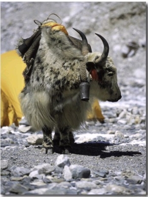 Yak in Tibet