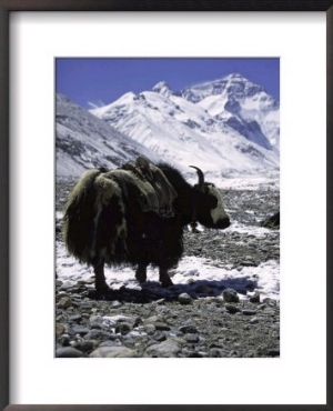 Yaks at Everest Base Camp, Tibet