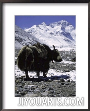 Yaks at Everest Base Camp, Tibet