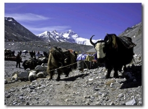 Yaks at the Base Camp of the Everest North Side, Tibet