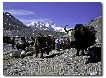 Yaks at the Base Camp of the Everest North Side, Tibet