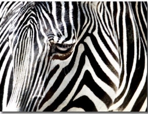 A Zebra at the Frankfurt Zoo