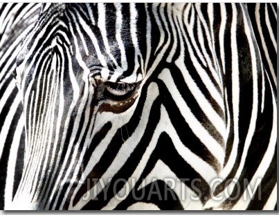 A Zebra at the Frankfurt Zoo