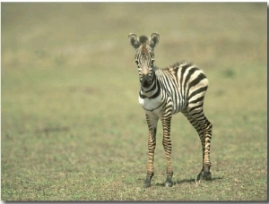 Burchells Zebra, Equus Burchelli Baby Masai Mara NR, Kenya