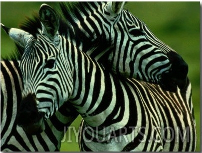 Burchells Zebras