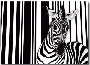 Zebra I